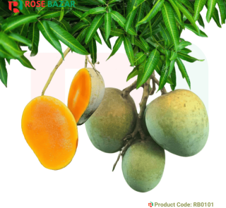 Product Code RB0101_03